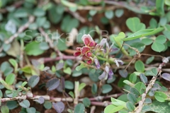 Alysicarpus monilifer